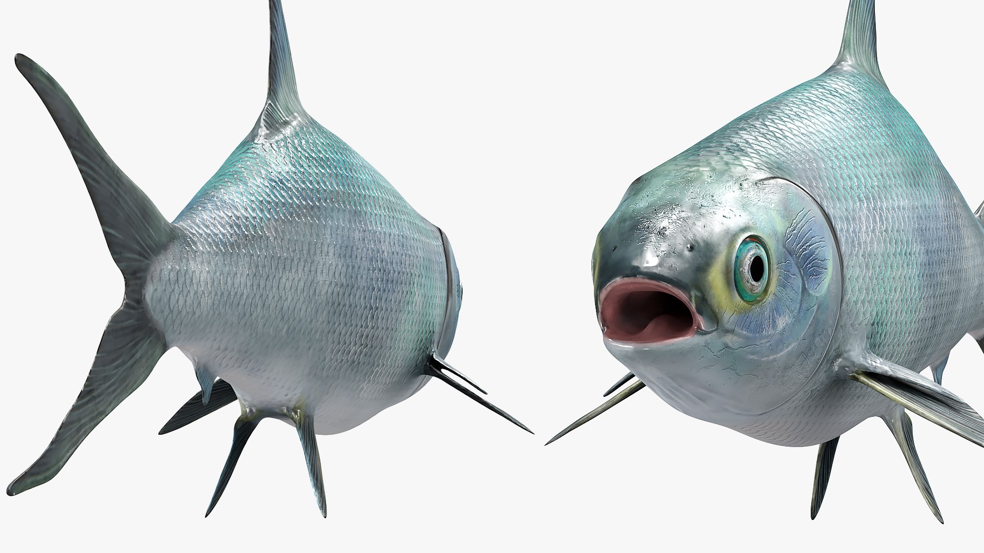 3D Milkfish Rigged For Maya https://p.turbosquid.com/ts-thumb/xQ/SZADnM/sw/milkfish_rigged_for_maya_004/jpg/1775673174/1920x1080/fit_q87/3794bfd0396d6f7d3205b479c1172993f09fcd18/milkfish_rigged_for_maya_004.jpg