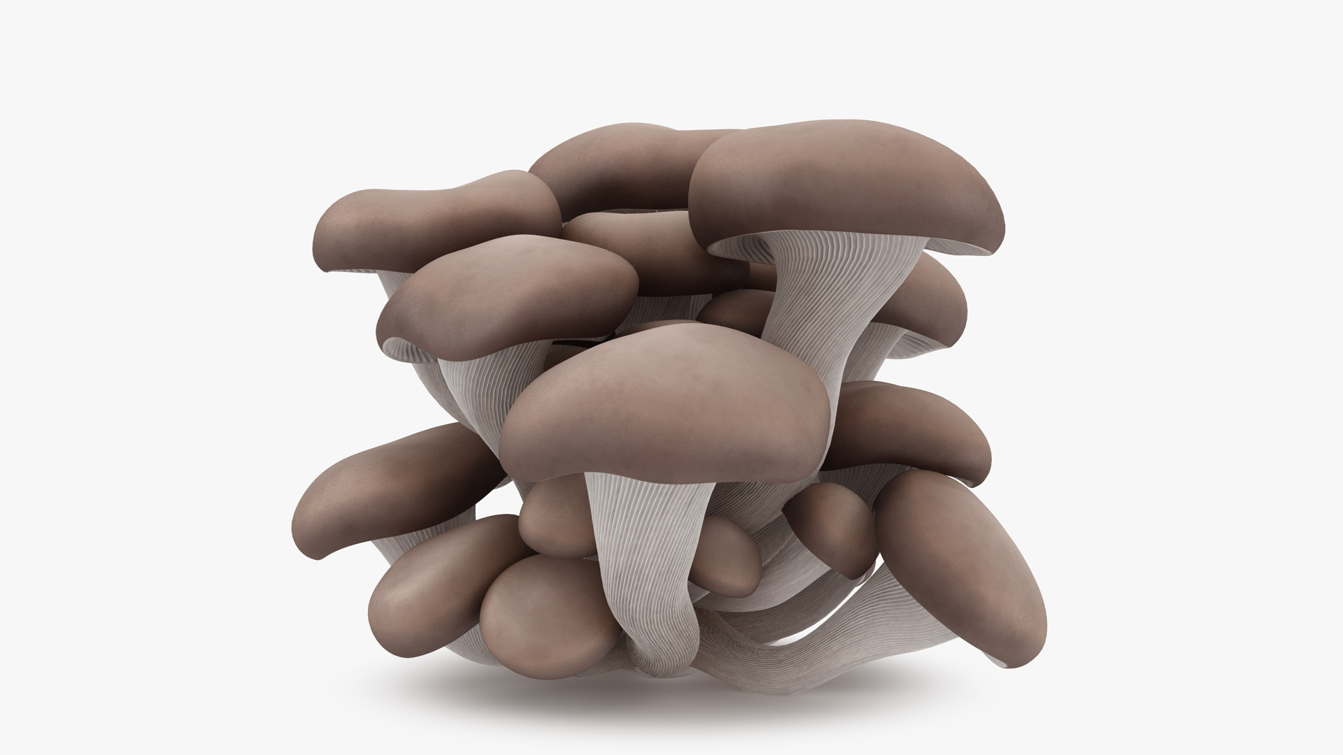 mushrooms 03 3D https://p.turbosquid.com/ts-thumb/xQ/XEnY60/2w/oystermushroom/jpg/1673267244/1920x1080/turn_fit_q99/0156f7eb295e3a9a04aa5933b6154af68167231c/oystermushroom-1.jpg