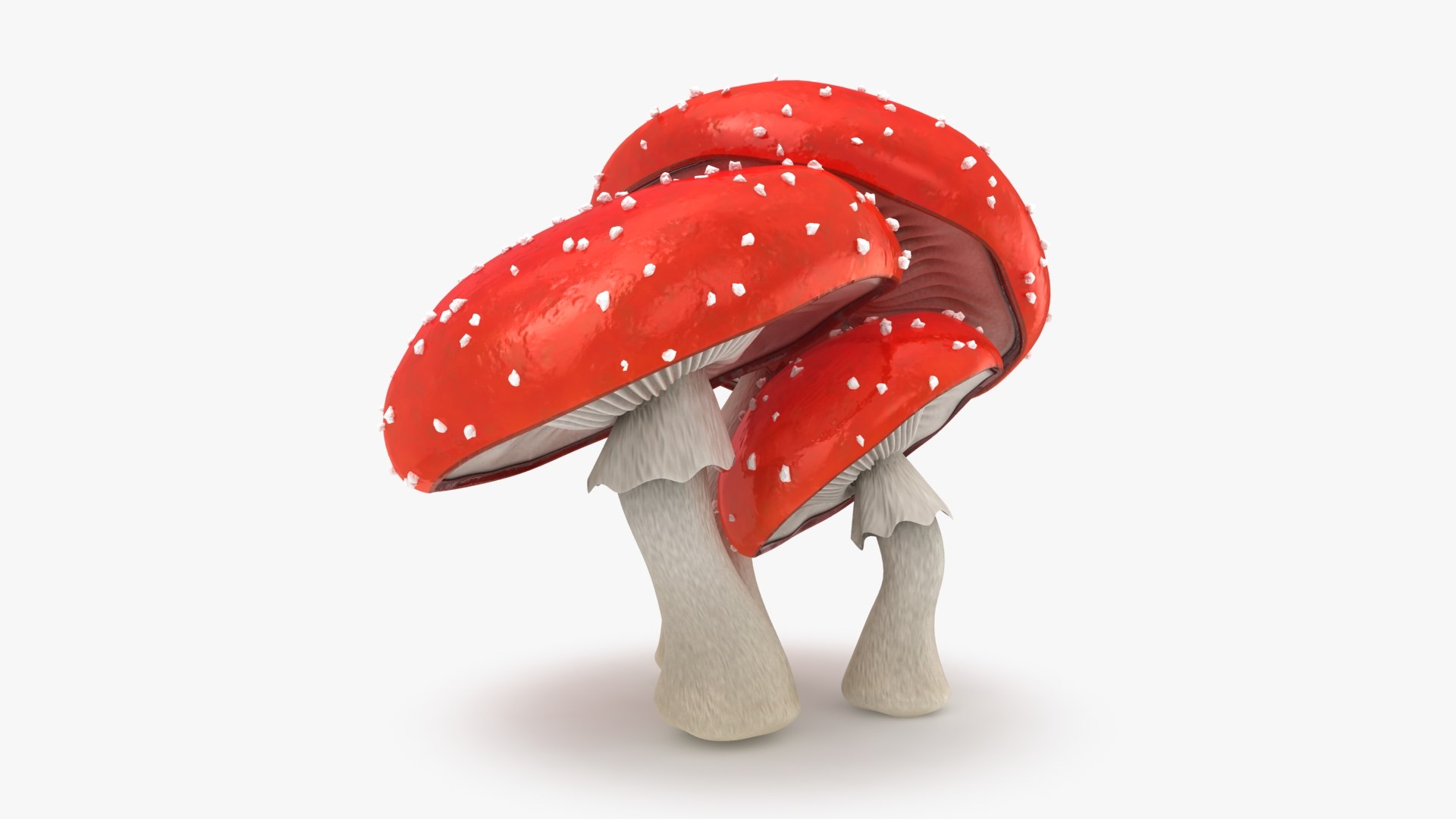 mushrooms 03 3D https://p.turbosquid.com/ts-thumb/xQ/XEnY60/I2/mushroomsamanita_b0000/jpg/1673267167/1920x1080/fit_q87/9a5b371b73a0af6b751a8a29041a22f9bc1cdb97/mushroomsamanita_b0000.jpg