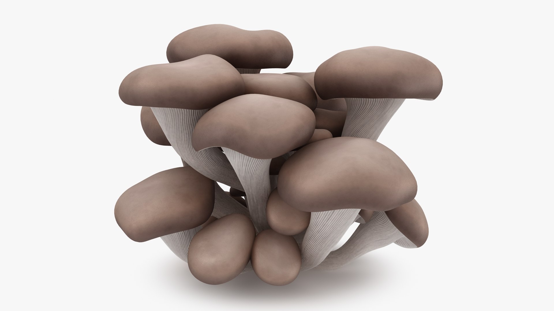 mushrooms 03 3D https://p.turbosquid.com/ts-thumb/xQ/XEnY60/Kv/oystermushroom_b0000/jpg/1673267234/1920x1080/fit_q87/36182365a0afaf36c38169cea02359037c40541c/oystermushroom_b0000.jpg