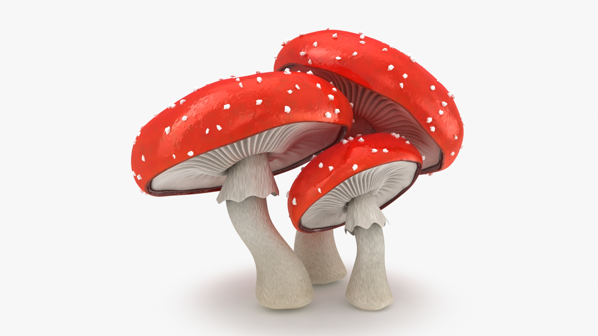 mushrooms 03 3D https://p.turbosquid.com/ts-thumb/xQ/XEnY60/RF/mushroomsamanita/jpg/1673267173/1920x1080/turn_fit_q99/a8b82e425f79c32c8311467d224cbb335a5dae9a/mushroomsamanita-1.jpg