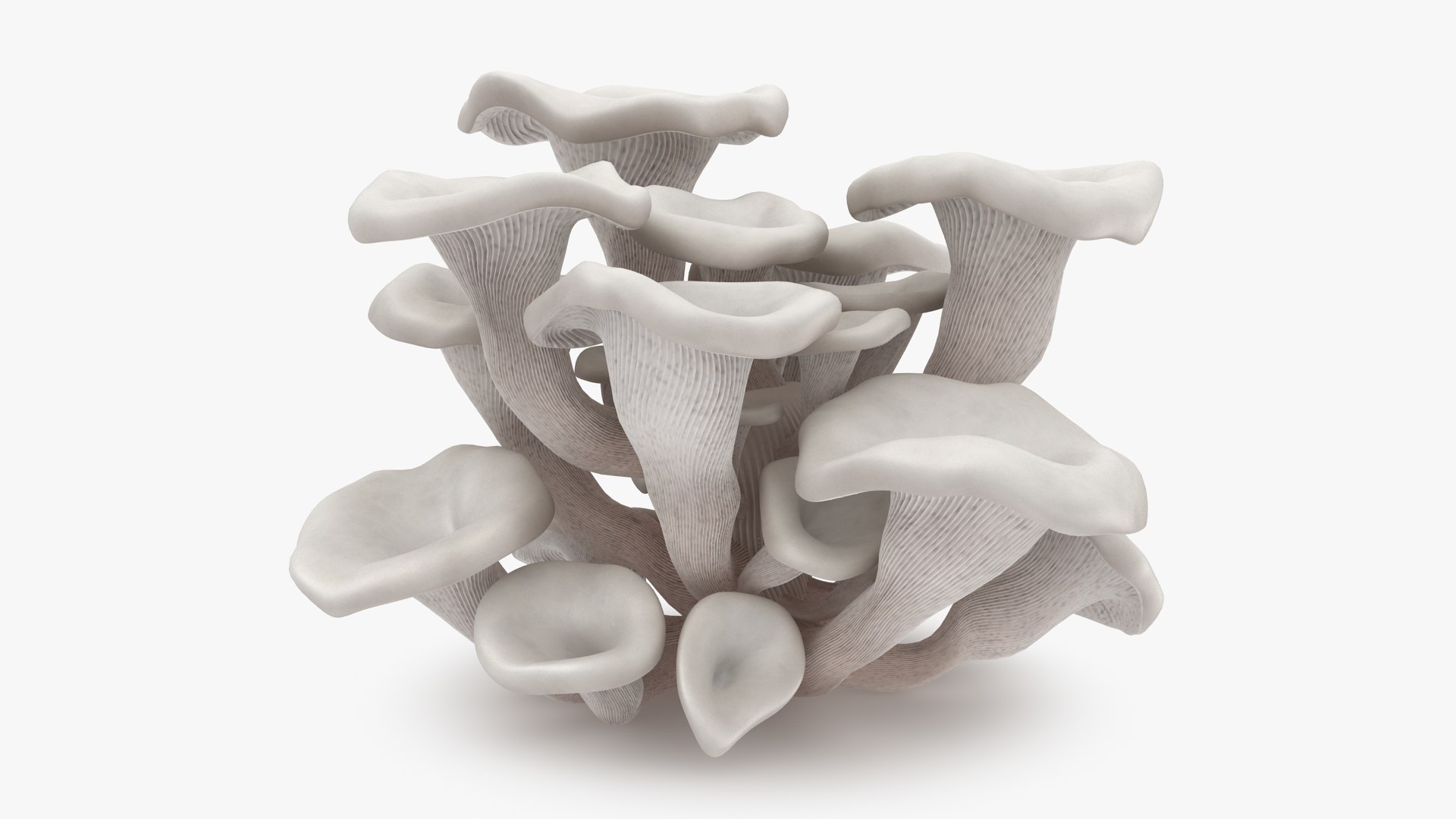 mushrooms 03 3D https://p.turbosquid.com/ts-thumb/xQ/XEnY60/hh/oystermushroomwhite_b0000/jpg/1673267085/1920x1080/fit_q87/681f0248b2e3ae8319fbe0dffa63a12e5205f36f/oystermushroomwhite_b0000.jpg