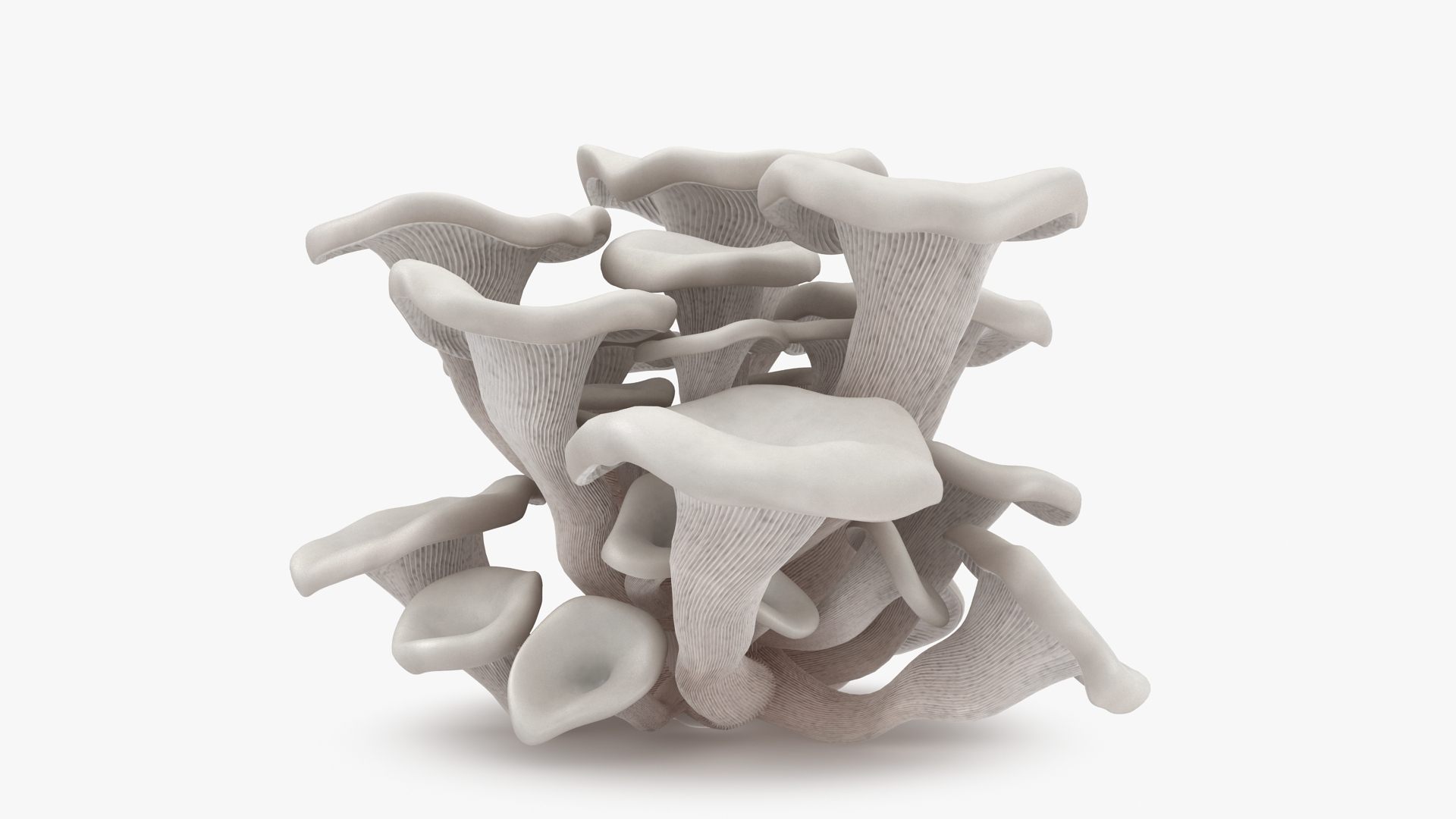 mushrooms 03 3D https://p.turbosquid.com/ts-thumb/xQ/XEnY60/mN/oystermushroom/jpg/1673267093/1920x1080/turn_fit_q99/78c4bc6aeea610abaff6fb5af777b19d91a23ca4/oystermushroom-1.jpg