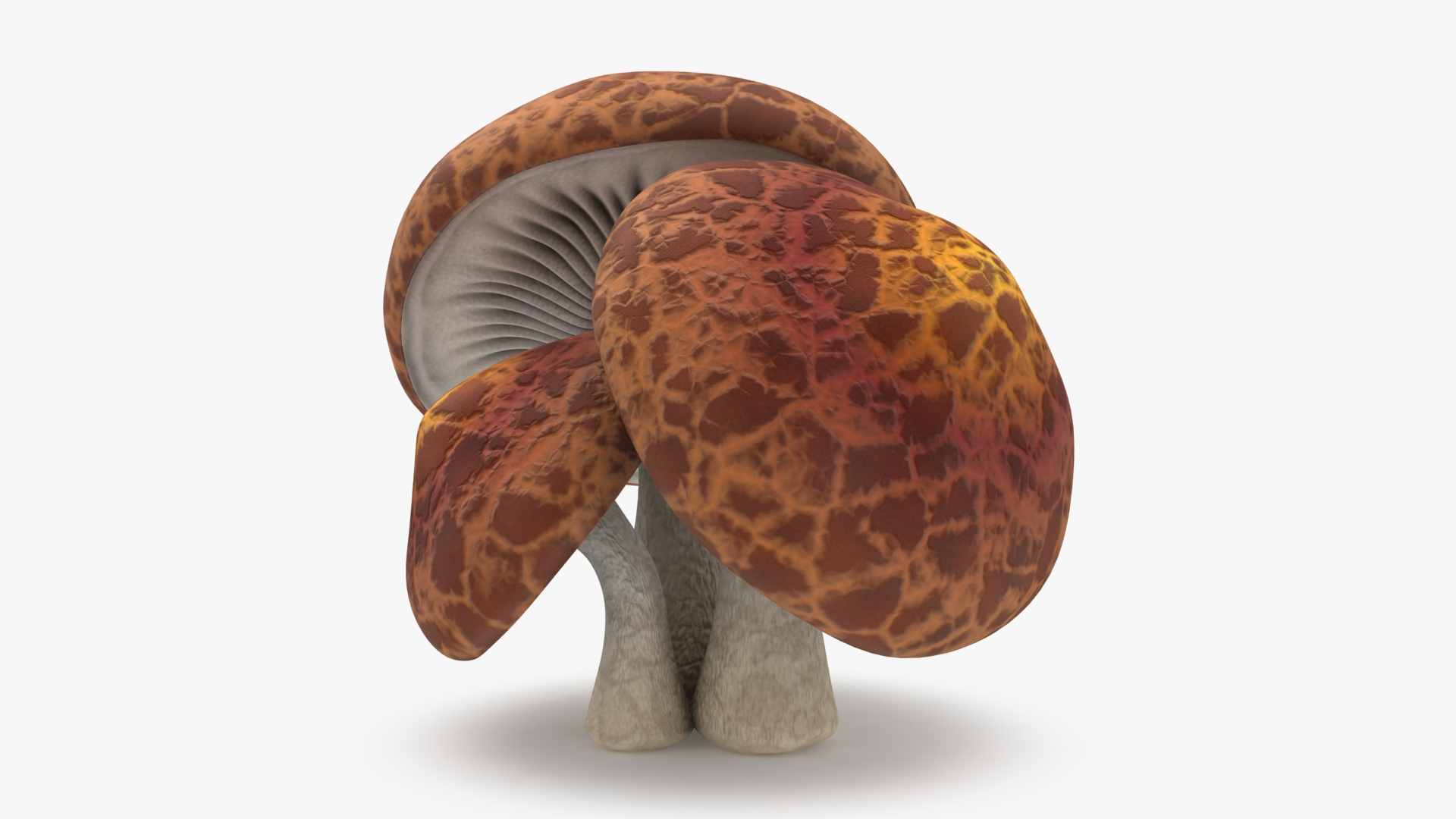 mushrooms 03 3D https://p.turbosquid.com/ts-thumb/xQ/XEnY60/mq/shiitakemushrooms/jpg/1673267129/1920x1080/turn_fit_q99/2a3495f2694121e95f9c2362e2b5bd597ab62c5a/shiitakemushrooms-1.jpg