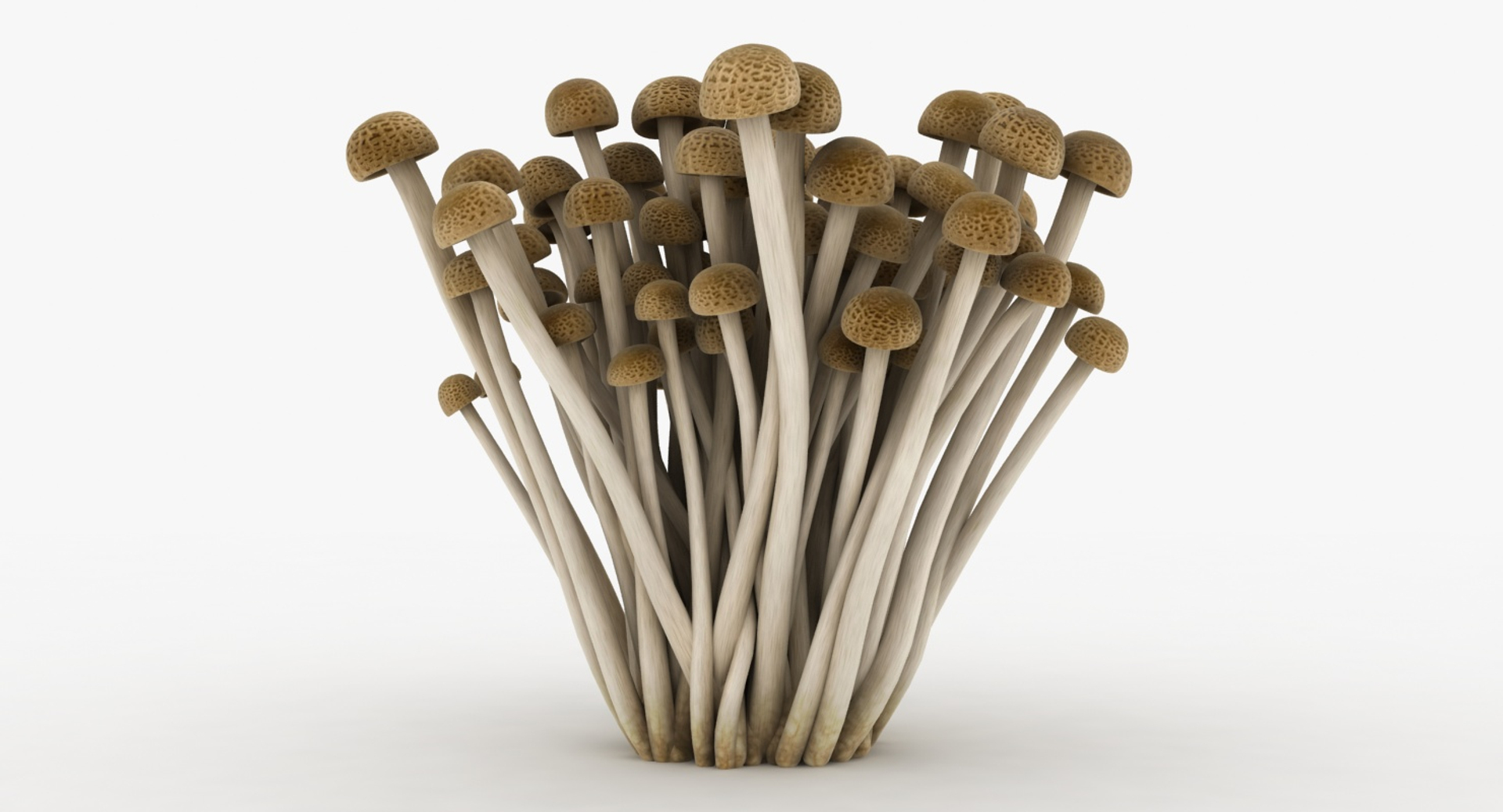 mushrooms 03 3D https://p.turbosquid.com/ts-thumb/xQ/XEnY60/pfvkiQO1/lemon/jpg/1577551425/1920x1080/turn_fit_q99/ffe990c52f15af4c8fb016aa39e94245e88c3c41/lemon-1.jpg