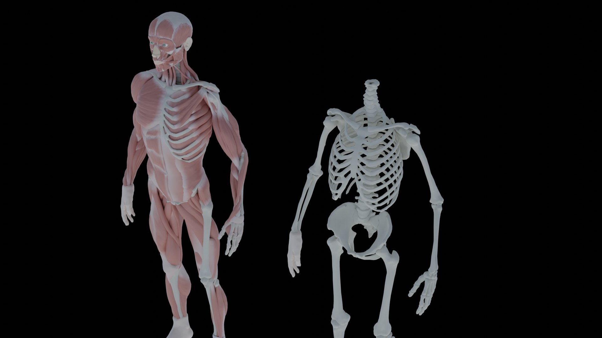 ANATOMY OF HUMAN BODY 3D model TurboSquid 2174439
