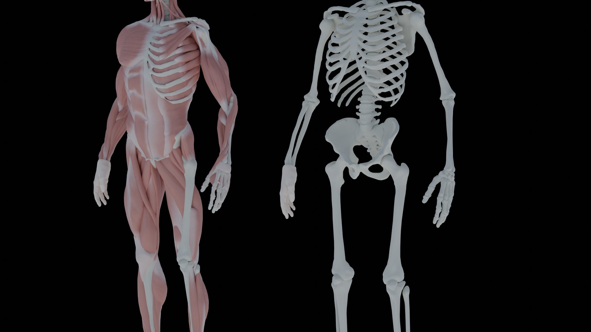ANATOMY OF HUMAN BODY 3D model Biology Diagrams