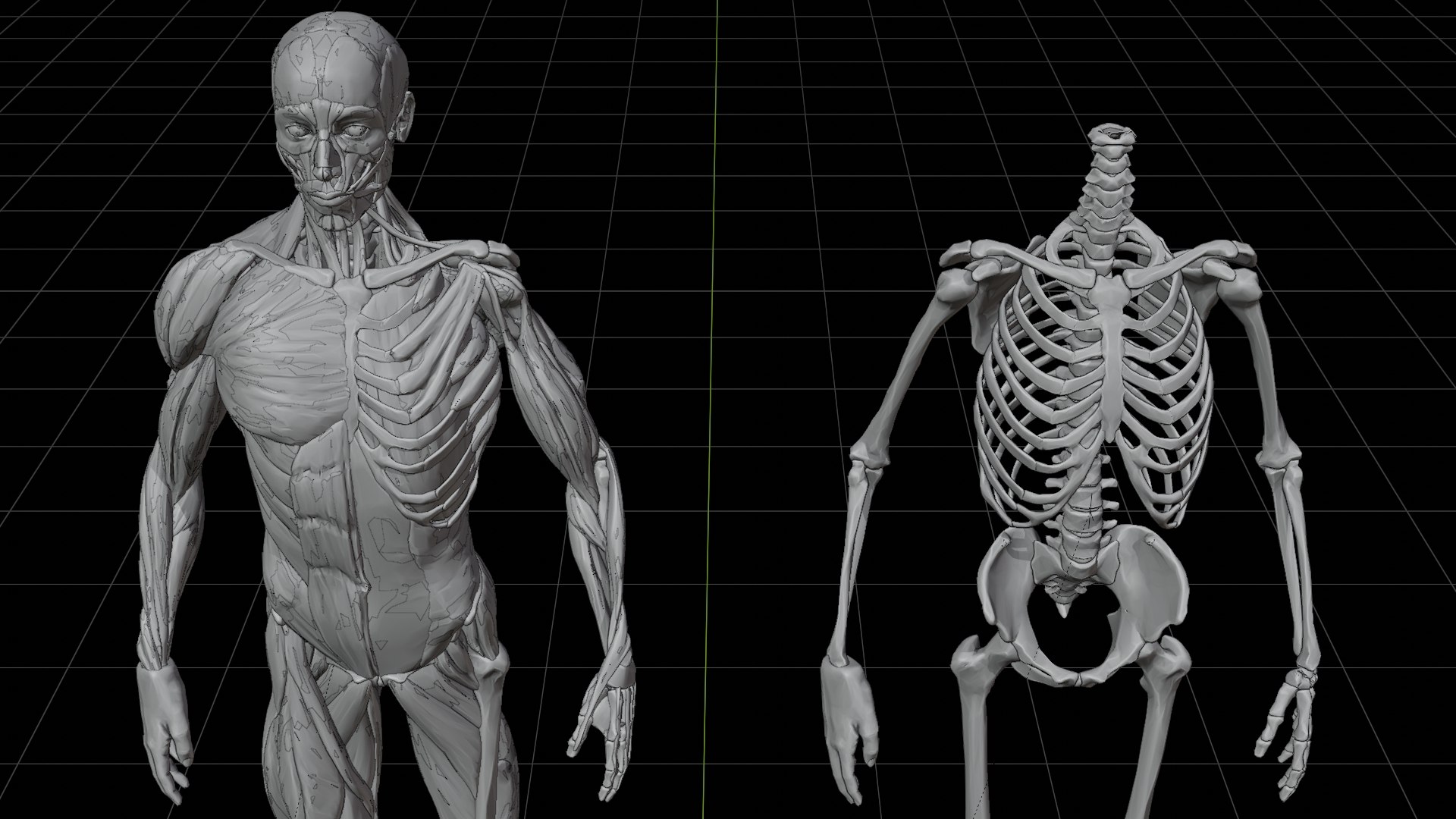 ANATOMY OF HUMAN BODY 3D model Biology Diagrams
