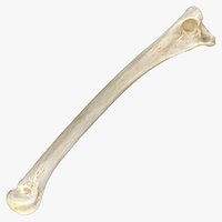 Domestic Cat Metacarpal Phalanx Bone 01