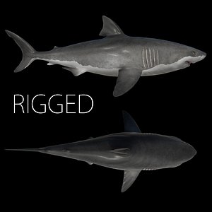 3d white shark rigged