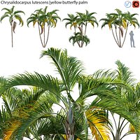 Chrysalidocarpus lutescens - palm 01