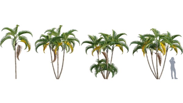 Chrysalidocarpus Lutescens Palm 01 3d Model Turbosquid