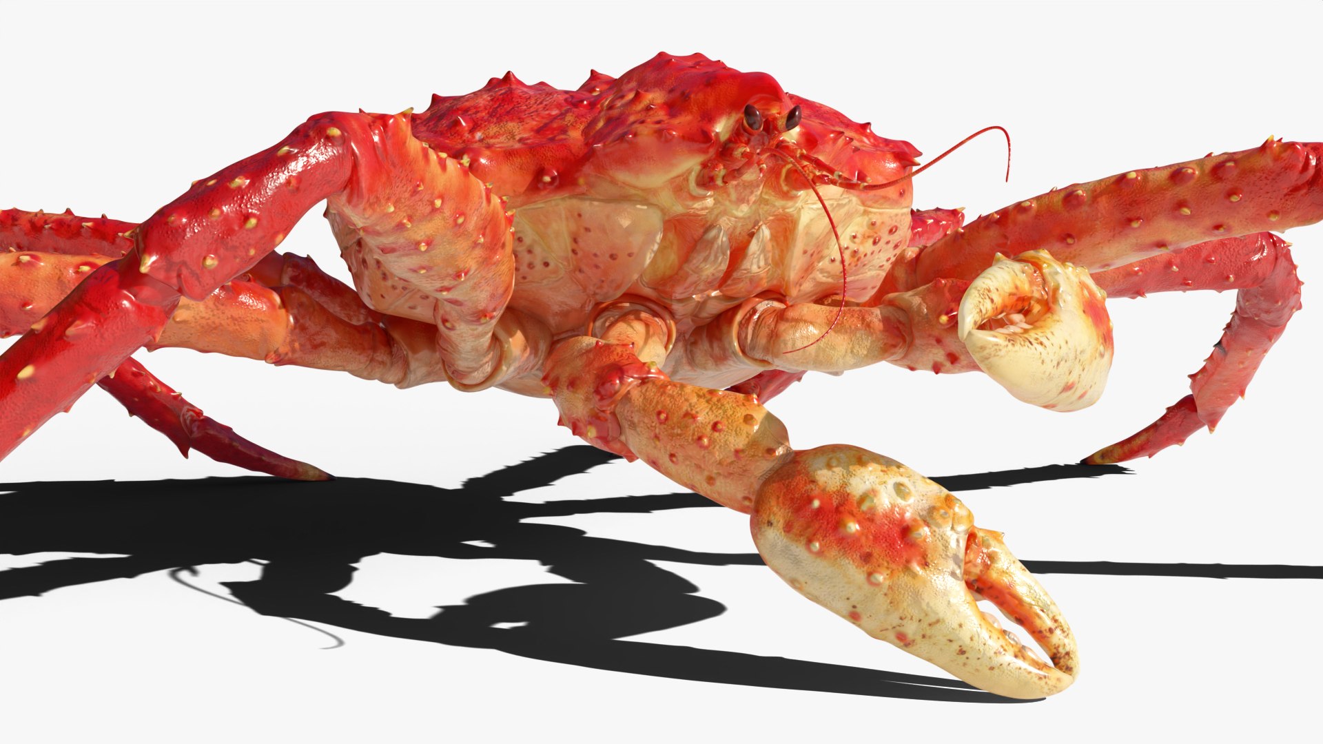 Alaskan King Crab Eating Animated Rigged For Blender 3D model https://p.turbosquid.com/ts-thumb/xR/9FmsBq/37/alaskan_king_crab_eating_animated_rigged_for_blender_012/jpg/1766487191/1920x1080/fit_q87/af7310461abb46a40fc391ae82c084d585d8a5dc/alaskan_king_crab_eating_animated_rigged_for_blender_012.jpg