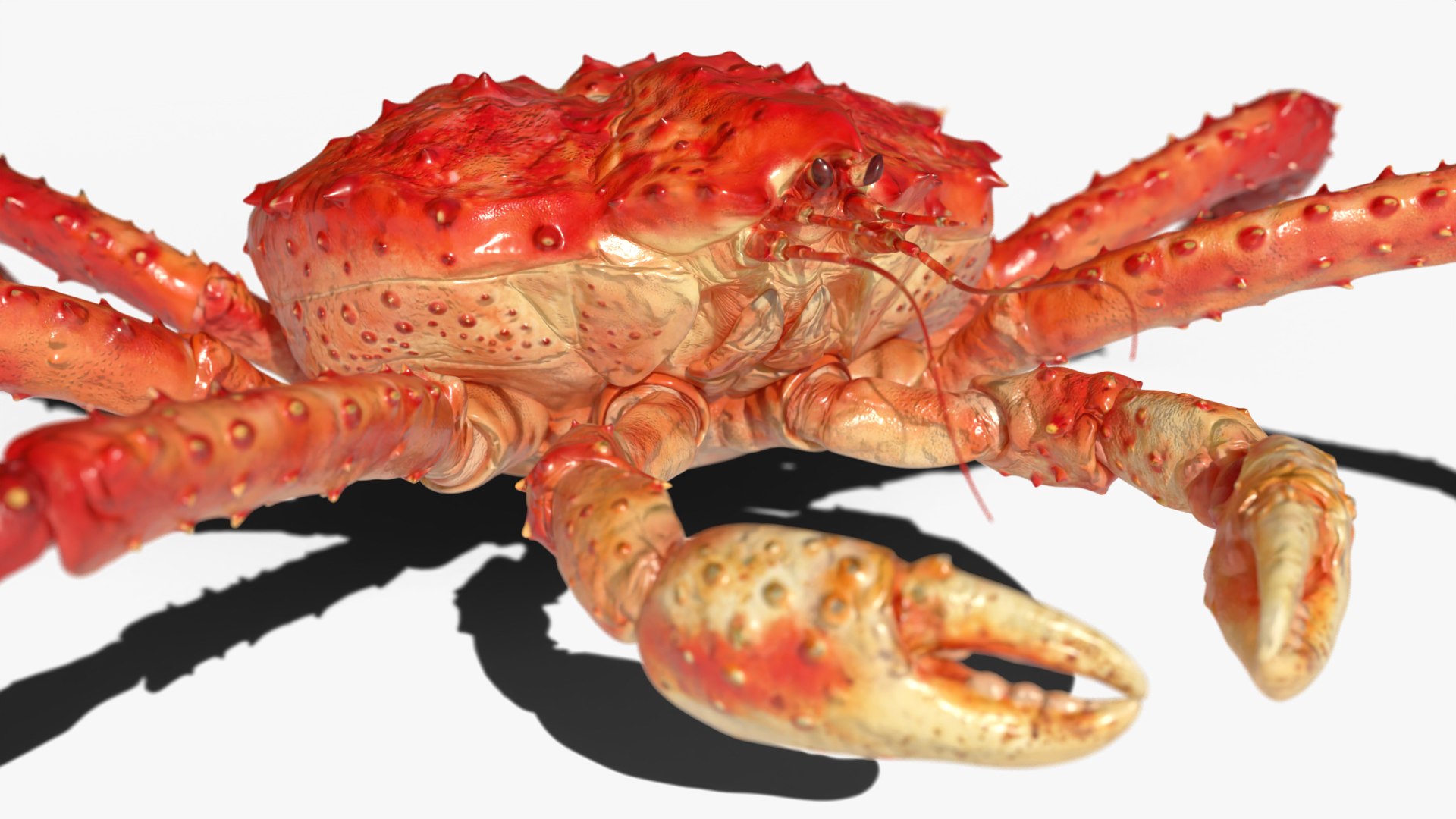 Alaskan King Crab Eating Animated Rigged For Blender 3D model https://p.turbosquid.com/ts-thumb/xR/9FmsBq/Bf/alaskan_king_crab_eating_animated_rigged_for_blender_011/jpg/1766487188/1920x1080/fit_q87/306729f721d1eba23047b8f42ed83907776b2e8c/alaskan_king_crab_eating_animated_rigged_for_blender_011.jpg