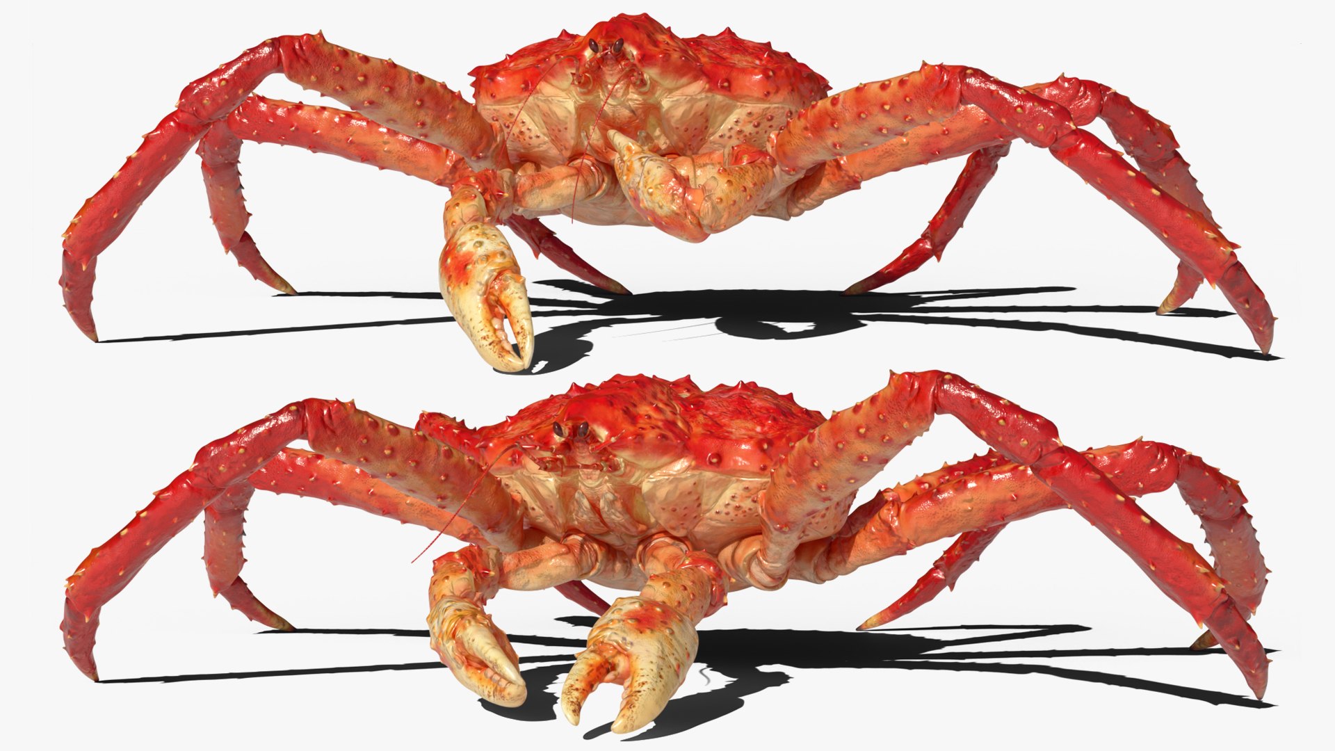 Alaskan King Crab Eating Animated Rigged For Blender 3D model https://p.turbosquid.com/ts-thumb/xR/9FmsBq/QJ/alaskan_king_crab_eating_animated_rigged_for_blender_008/jpg/1766487179/1920x1080/fit_q87/c3a19a583ba8776eba12c50026871560fe9db908/alaskan_king_crab_eating_animated_rigged_for_blender_008.jpg