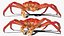 Alaskan King Crab Eating Animated Rigged For Blender