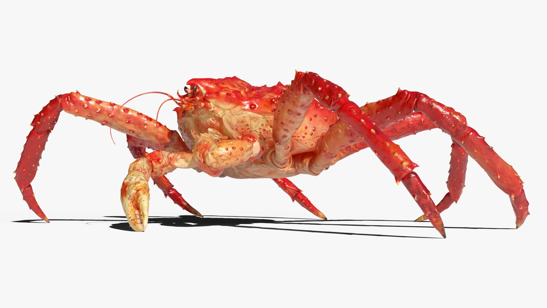 Alaskan King Crab Eating Animated Rigged For Blender 3D model preview