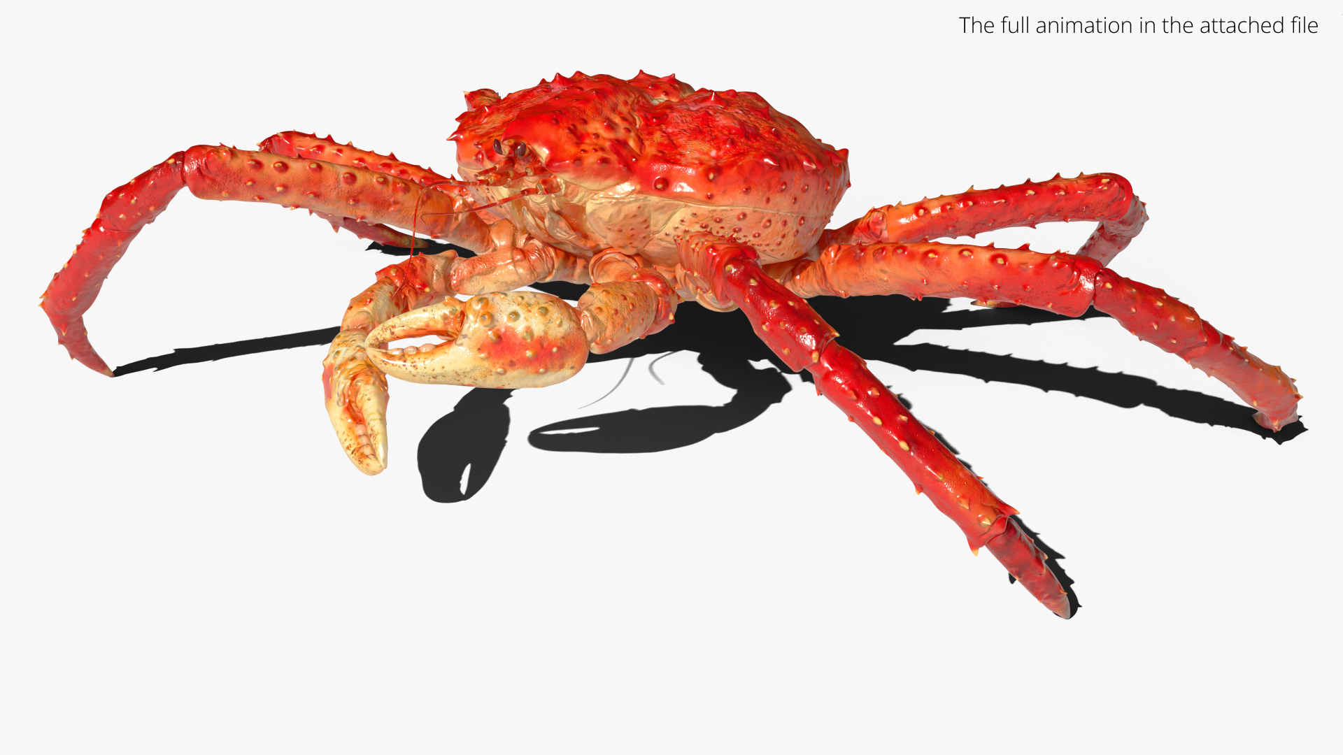 Alaskan King Crab Eating Animated Rigged For Blender 3D model https://p.turbosquid.com/ts-thumb/xR/9FmsBq/zd/alaskan_king_crab_eating_animated_rigged_for_blender_361/jpg/1766487003/1920x1080/turn_fit_q99/173f112ca4d3a3799a8542dc4882fc8b3b93b58b/alaskan_king_crab_eating_animated_rigged_for_blender_361-1.jpg