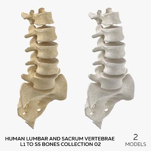 3D Human Lumbar and Sacrum Vertebrae L1 to S5 Bones Collection 02 - 2 models model