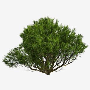 3D Set of Pinus Mugo or Bog Pine Tree - 3 Trees model