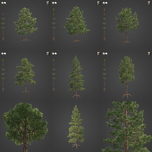 3D model 2021 PBR Ponderosa Pine Collection - Pinus Ponderosa