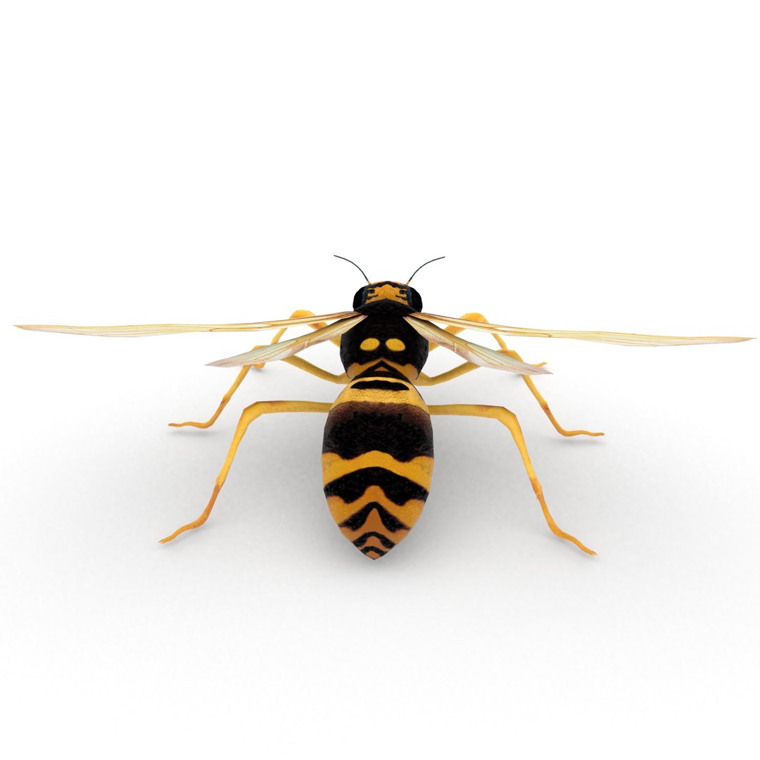insect nature animal 3D model https://p.turbosquid.com/ts-thumb/xR/zJ3Jdq/0C1hO3ZT/wasp_r4/jpg/1539105862/1920x1080/fit_q87/1545d486bc5c8aca0e491aa4c520b7345ee452ef/wasp_r4.jpg
