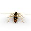 Wasp