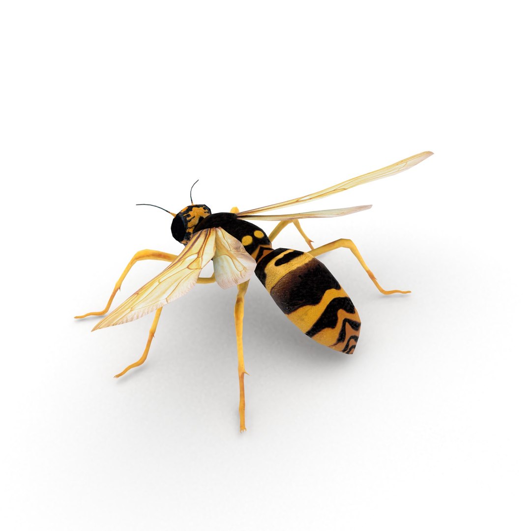 insect nature animal 3D model https://p.turbosquid.com/ts-thumb/xR/zJ3Jdq/2TNYqqPH/wasp_r3/jpg/1539105862/1920x1080/fit_q87/c849c3efb0fcfb93ad385122031b598c86c3e5ed/wasp_r3.jpg
