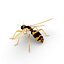 Wasp