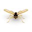 Wasp