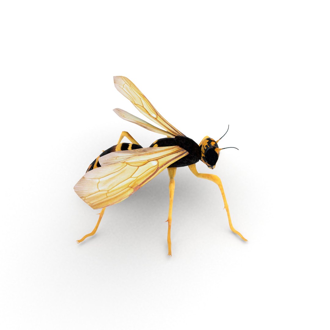 insect nature animal 3D model https://p.turbosquid.com/ts-thumb/xR/zJ3Jdq/9MDdw906/wasp_r6/jpg/1539105862/1920x1080/fit_q87/fff4295a3fb8ab627827209514a1a80ab110d3ab/wasp_r6.jpg