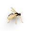 Wasp