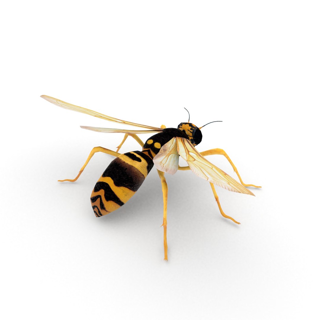 insect nature animal 3D model https://p.turbosquid.com/ts-thumb/xR/zJ3Jdq/IMxZflUD/wasp_r5/jpg/1539105862/1920x1080/fit_q87/1edfb1e0bc78b857538a58429dad89d70af7f15b/wasp_r5.jpg