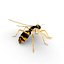 Wasp