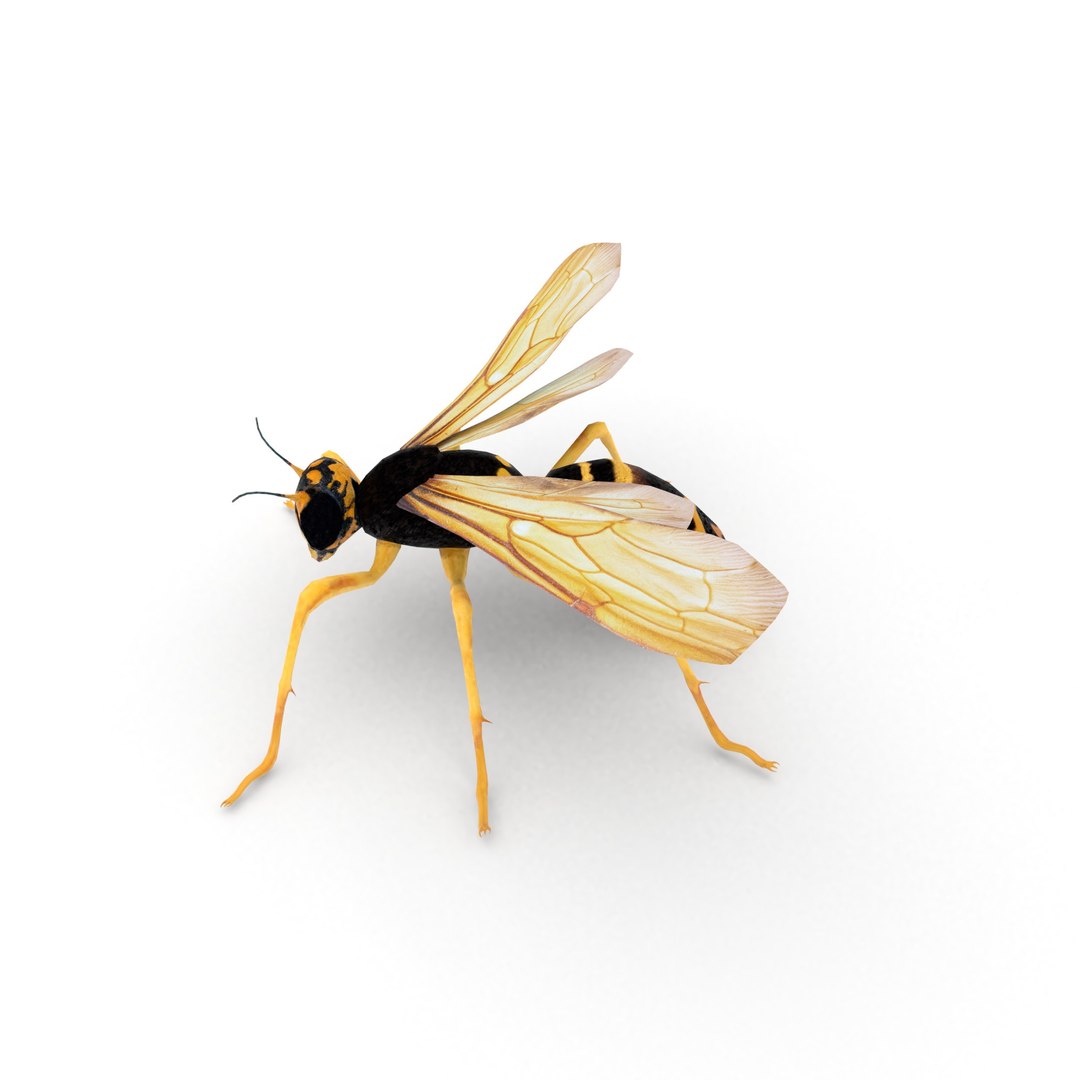 insect nature animal 3D model https://p.turbosquid.com/ts-thumb/xR/zJ3Jdq/JT9oESX4/wasp_r2/jpg/1539105862/1920x1080/fit_q87/983c5f2b9fb34da992b05ca5377c58b76b872777/wasp_r2.jpg