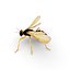 Wasp