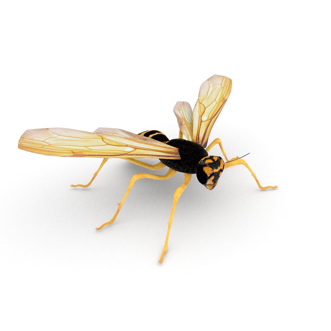 insect nature animal 3D model https://p.turbosquid.com/ts-thumb/xR/zJ3Jdq/fHvx5jZC/wasp_r7/jpg/1539105862/1920x1080/fit_q87/85a974f6bfc10ed476bbba46e7891e31e36cf301/wasp_r7.jpg