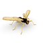 Wasp