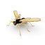Wasp
