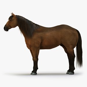 horse brown rigged fur 3D model