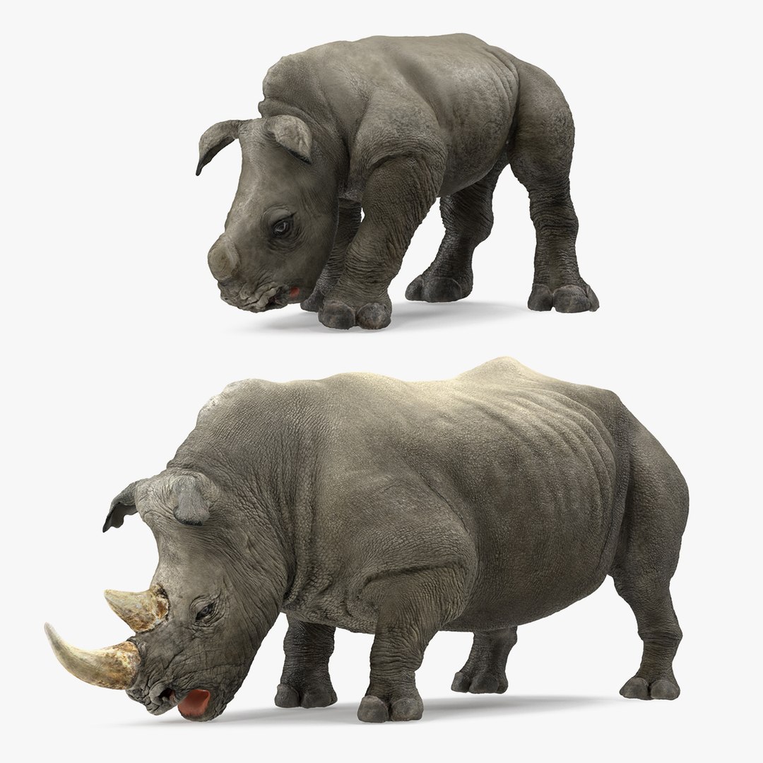 Drinking Rhinos Collection 3D model preview