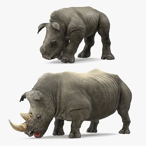 3D drinking rhinos