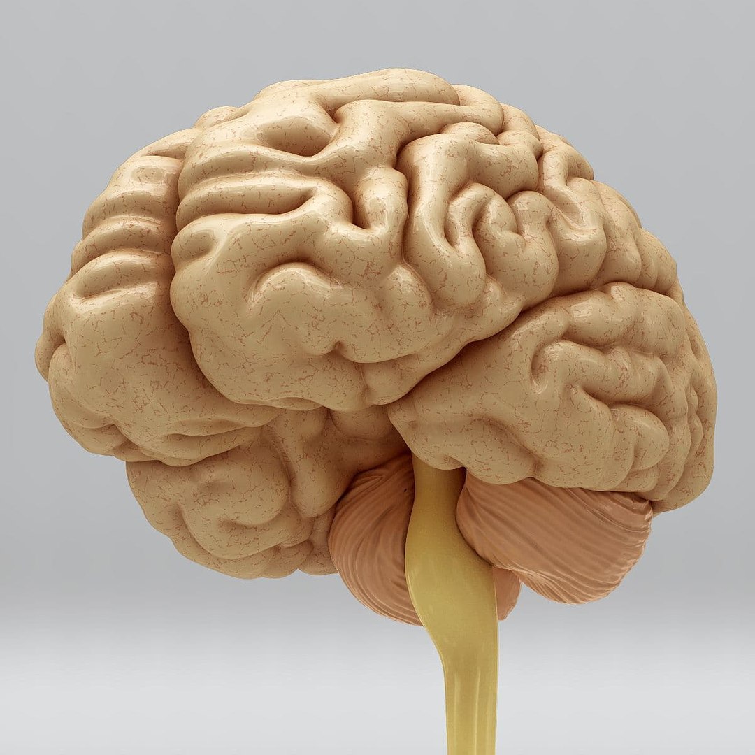 3ds max human brain - internal anatomy