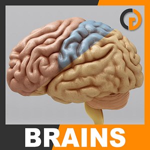 3ds max human brain - internal anatomy