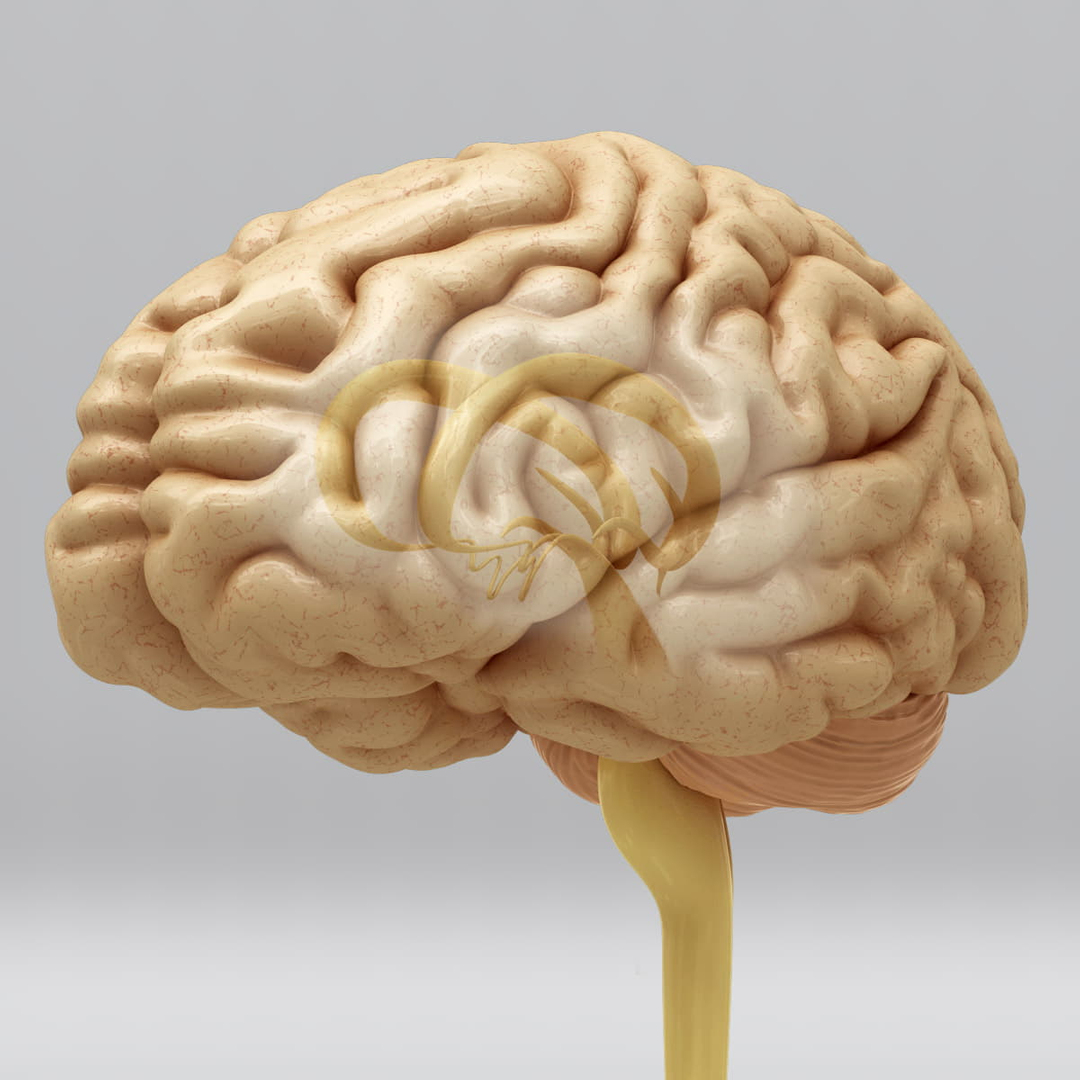 3ds max human brain internal anatomy