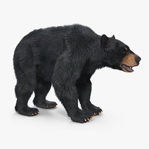 Black Bear Textured w Fur 3D