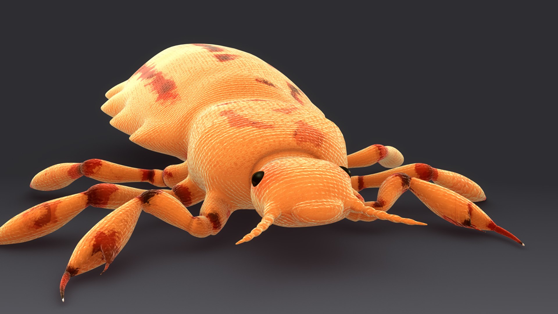 pediculus louse infects 3d model https://p.turbosquid.com/ts-thumb/xS/Zsao2u/0S1WIYAJ/b0376pediculus_closeup.0001/jpg/1481024342/1920x1080/fit_q87/93aada716aa926e48e912c57f1f85e3ae0fe8646/b0376pediculus_closeup.0001.jpg