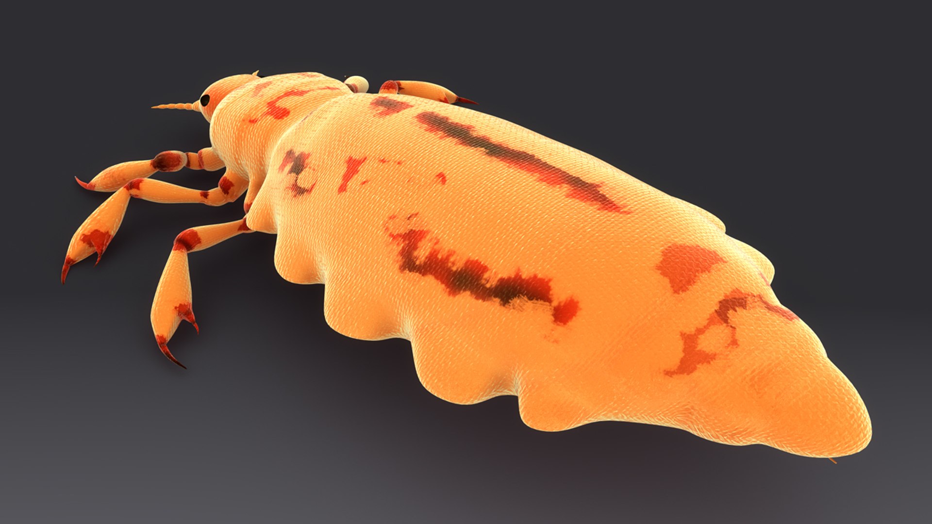 pediculus louse infects 3d model https://p.turbosquid.com/ts-thumb/xS/Zsao2u/OdmXvmiS/b0376pediculus_back.0001/jpg/1481024342/1920x1080/fit_q87/6773e756b6500af1085cc0bd2b6074126357a3e4/b0376pediculus_back.0001.jpg