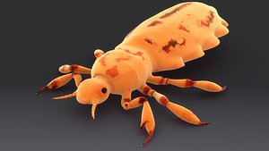 pediculus louse infects 3d model