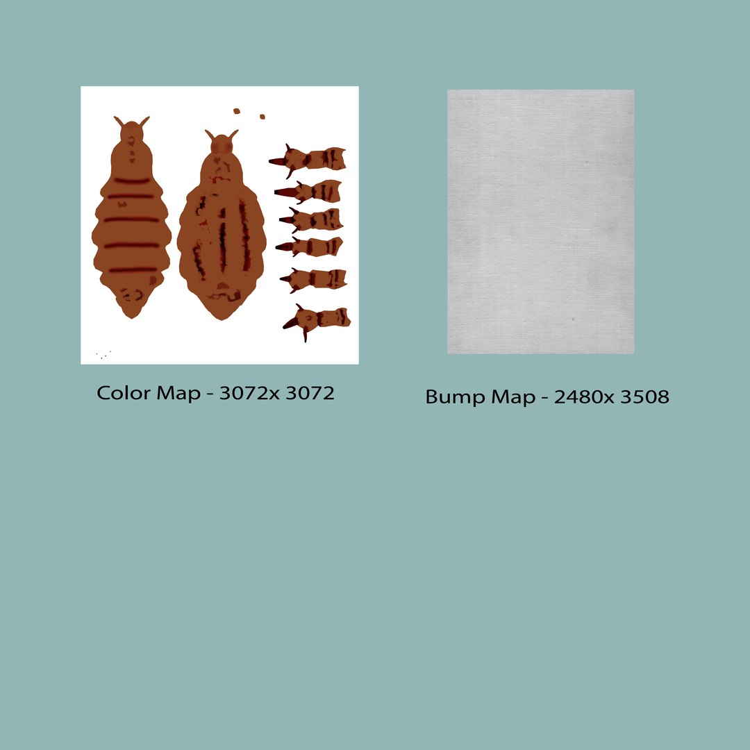 pediculus louse infects 3d model https://p.turbosquid.com/ts-thumb/xS/Zsao2u/mt2g1l9x/b0376pediculus_textlayout/jpg/1481024342/1920x1080/fit_q87/30995cb243e57612c12511c3417c163f2d023b78/b0376pediculus_textlayout.jpg